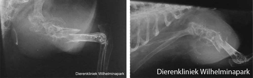 Konijn Bunny heeft een tumor in de humerus, er is een breuk in het bot te zien